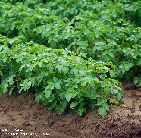 معرفی و راهنمای پرورش سبزی جات غیر برگی - سیب زمینی